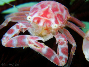   Porcelain Crab Porcellanella sp. underside base black feather star. sp) sp star  